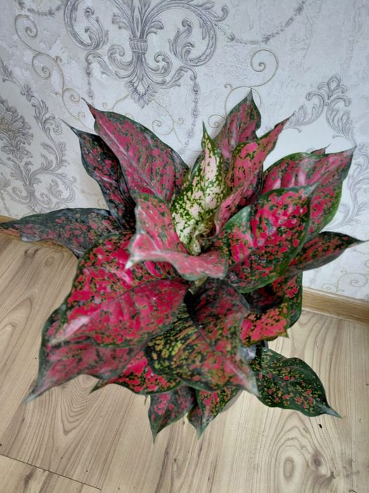 Комнатные растения