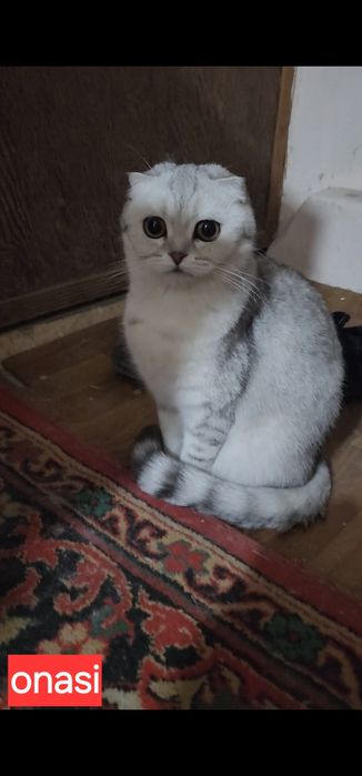 Зоттор британ киз мушук