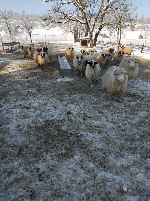 De vanzare oi gestante