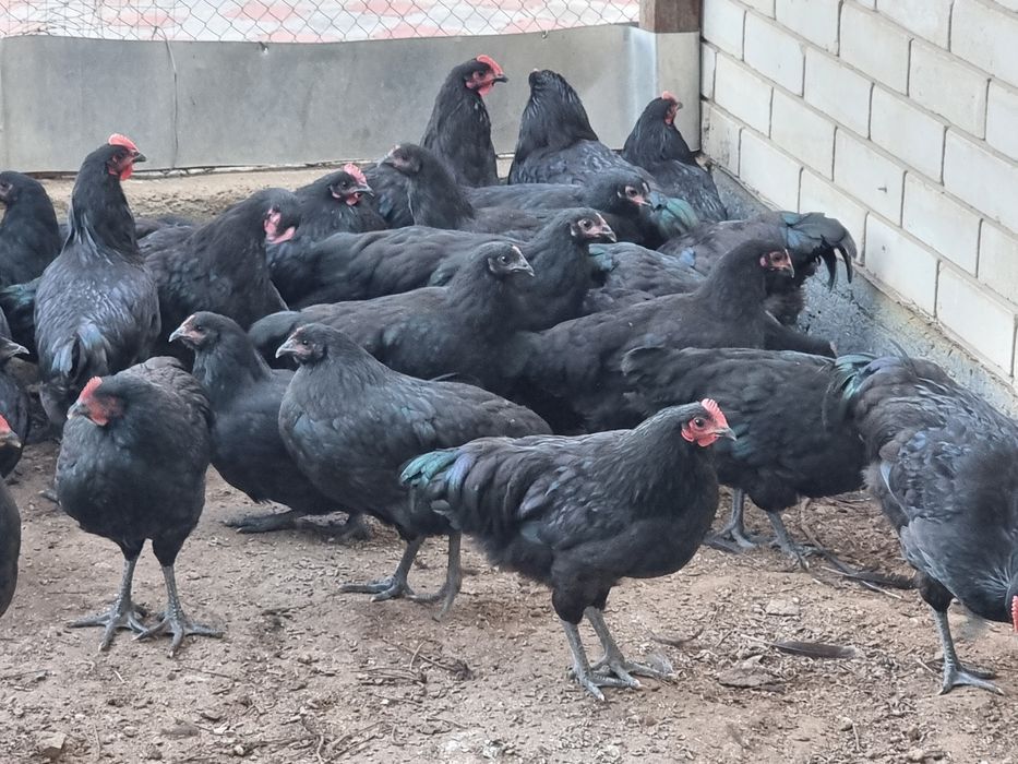 Австролоп чёрные куры