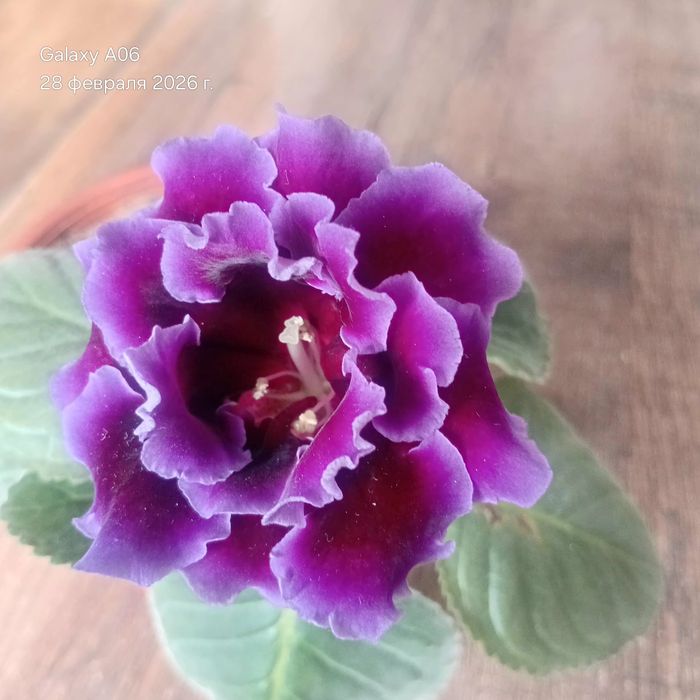 Продам глоксинию