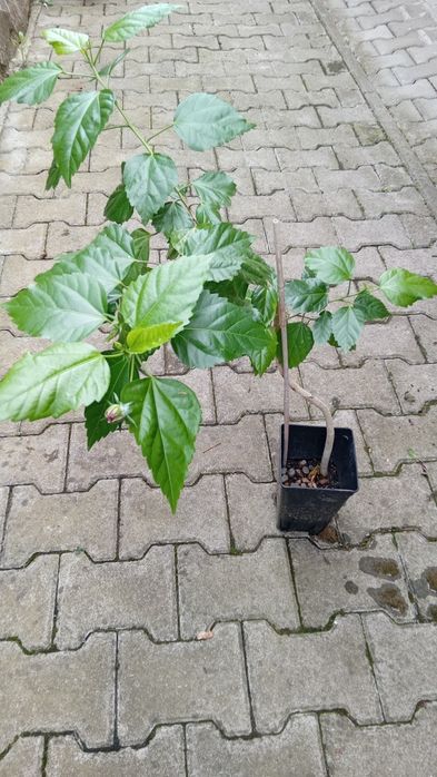 Trandafir japonez Rosa sinensis