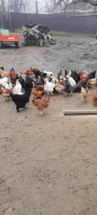 Disponibilă familie de găini 8+1