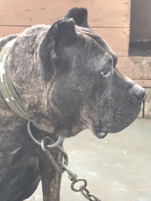 Продам щенков Питбуля