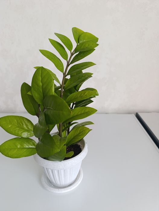 Долларовое дерево