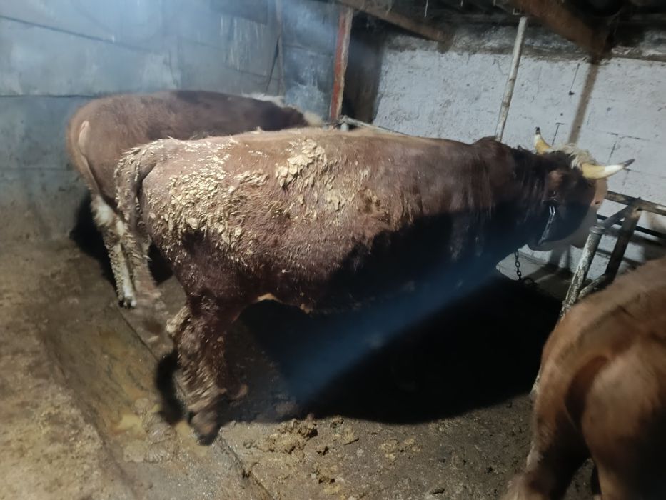 Продам быков срочно