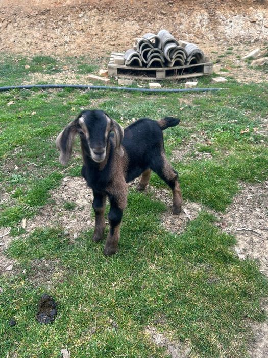 Vind căprițe la prima fătare la alegere