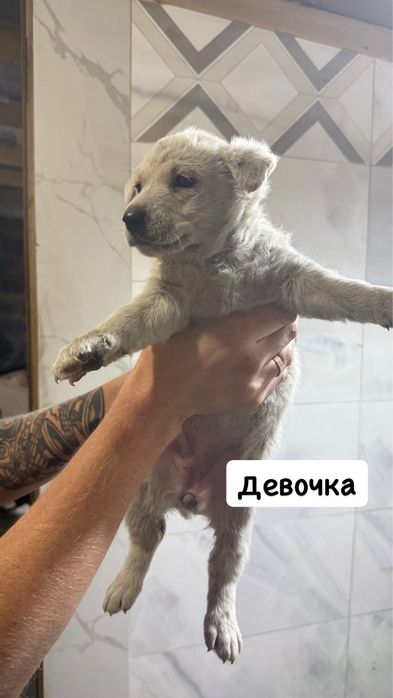 Отдам даром щенков