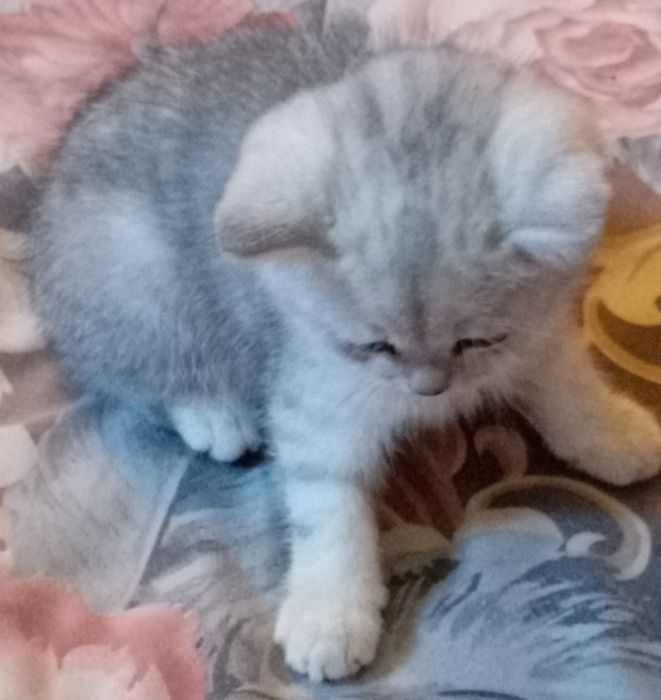 Бухоро шаҳарда мрамор Шиншилла 7 ойлик ўғилча сотилади