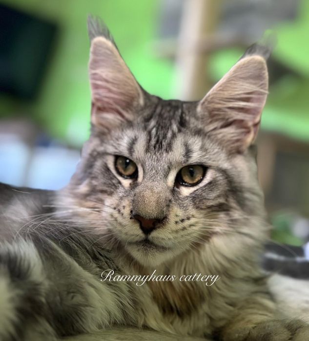 Felisa autorizata WCF, vinde pisoi cu pedigree, rasa Maine coon