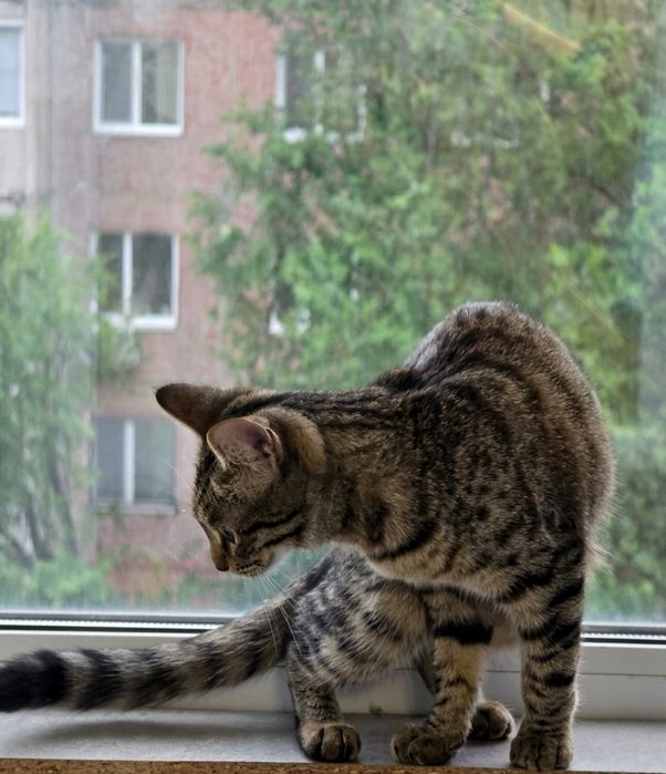 Отдам котенка в добрые руки