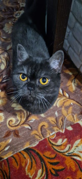 Ищем кота для британочки