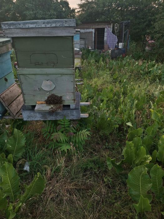 Familii albine impreuna cu cat