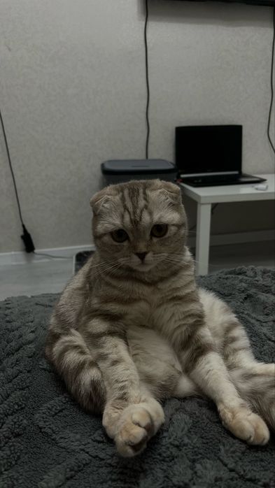 Отдам кошку в добрые руки