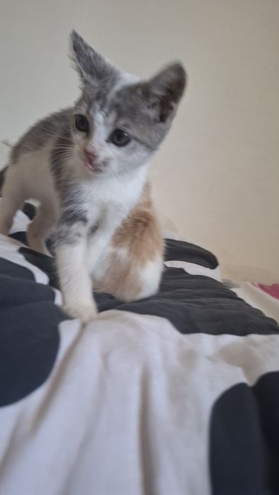 Котята ищет добрых хозяев