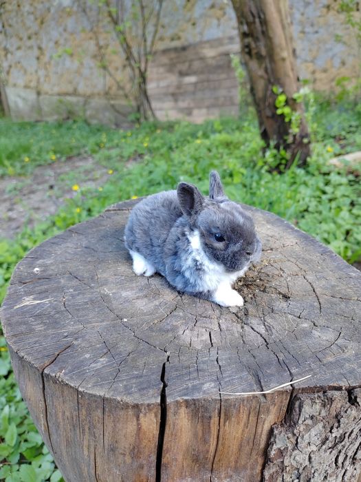 Vând iepuri Rex pitic tricolor și dalmațian