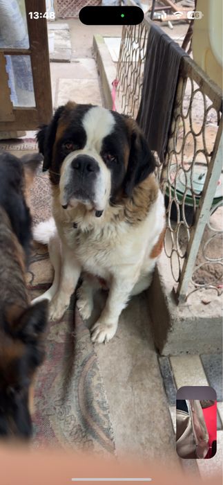 Сенбернар девочка.