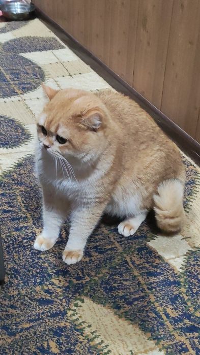 Вязка  с Британцем  NY 12