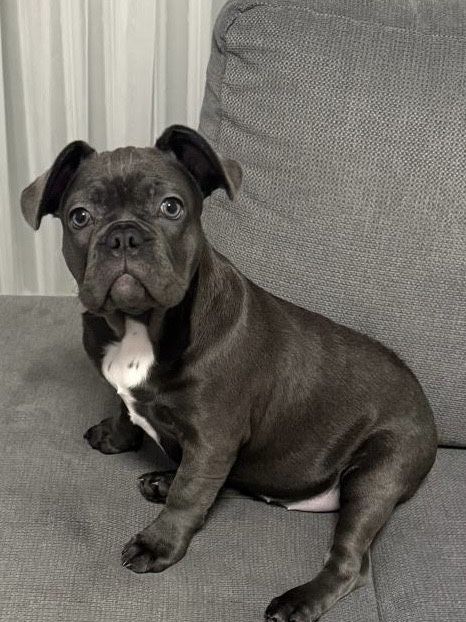 Bulldog francez blue ,mascul