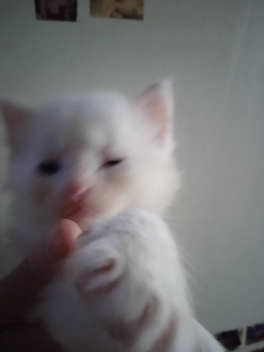 Белые пушистики ангорки, 40 дней.