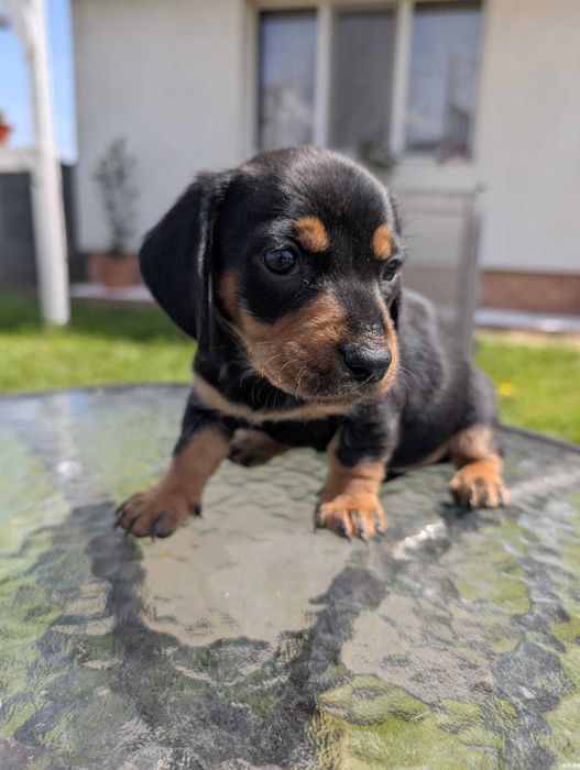 Pui de teckel 6 saptamani, carnet vaccinuri si deparazitare la zi