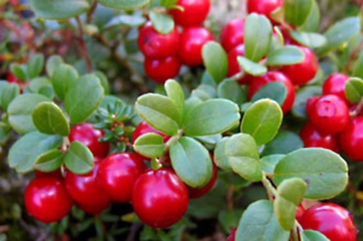 Arbusti Fructiferi (Merisor )