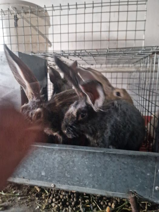 Куёнлар уй шароитида бокилган