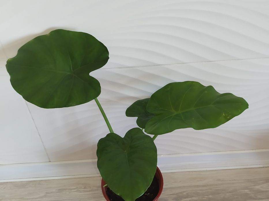 Alakaziya makro karpa