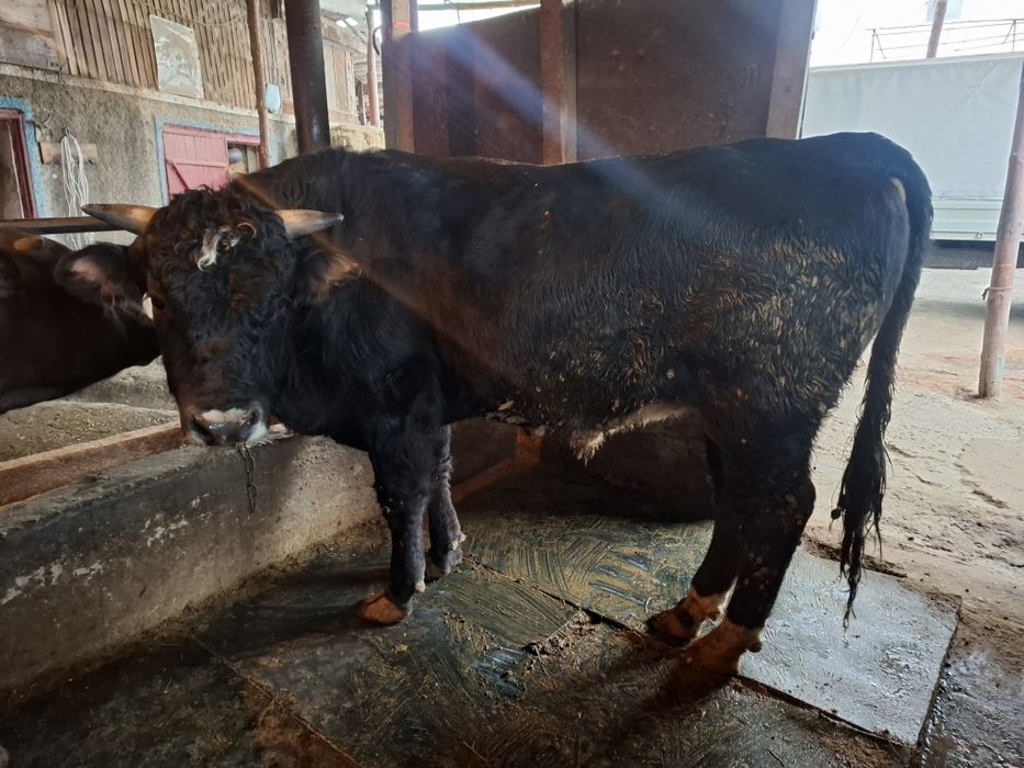 Продам быка 2 года быку!