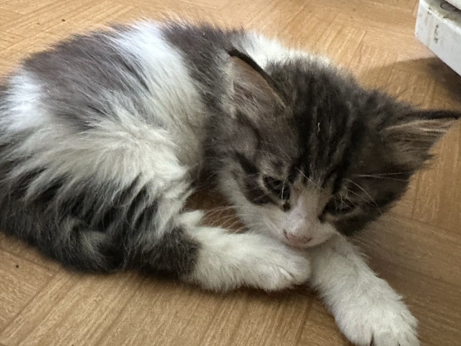 Котята 4 шт в добрые руки