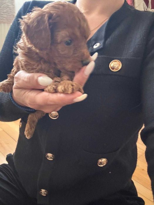 Fetiță Poodle, pui, foarte jucăușă și afectuoasă