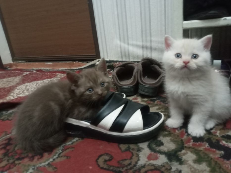 Готов к переезду в новый дом чисто кровны кот от элитных родителей