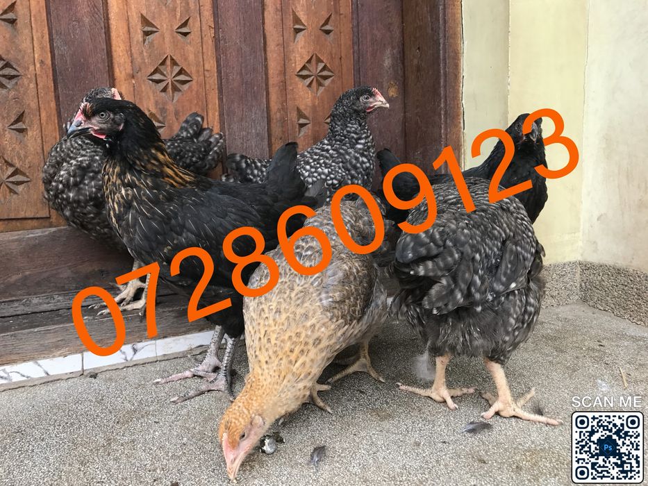 Pui rasa mixta prima serie