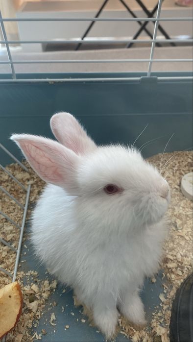 Кролики декоративные