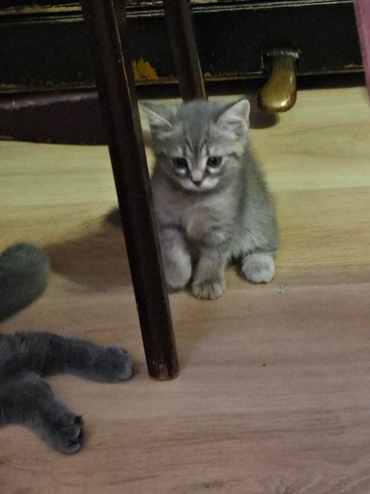Породистые котята