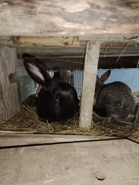 Қояндар сатылады