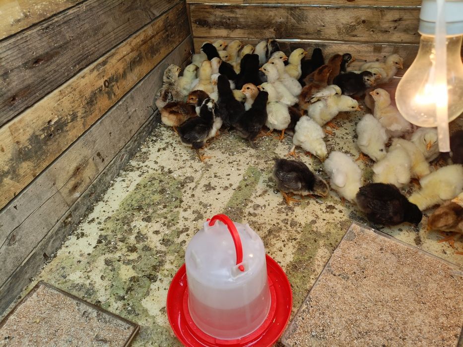 Домашний шөже 5 күндік