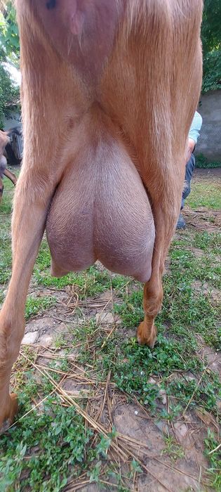 Vând capră din rasa Saanen!