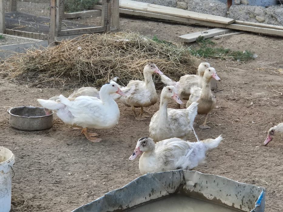 Продам уток мулард