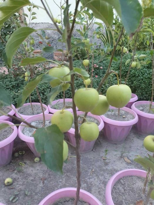 Шредер агро ишончли кучатлар