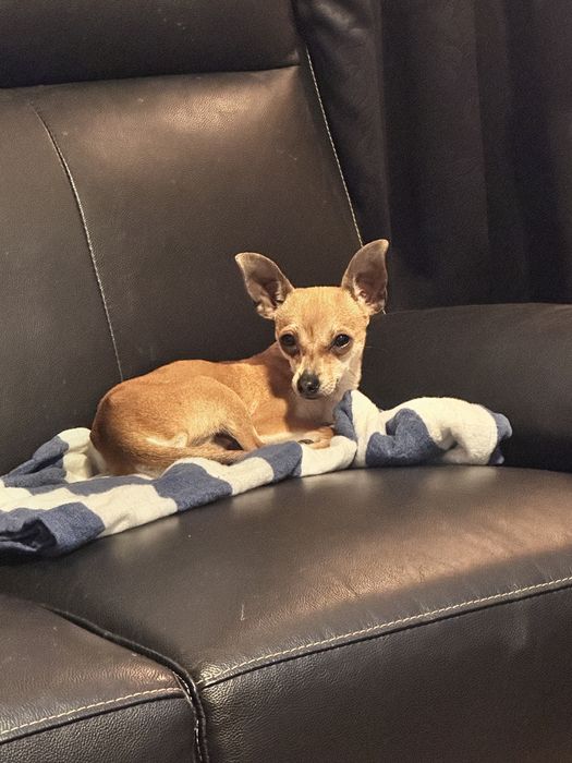 Мини Чихуахуа момче