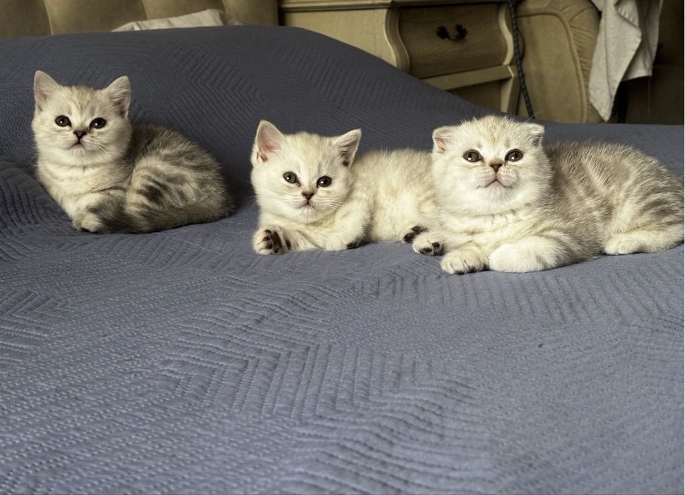 Котята шотландские