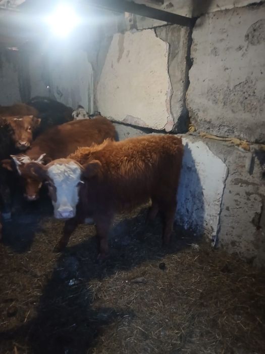 Продается бычки .