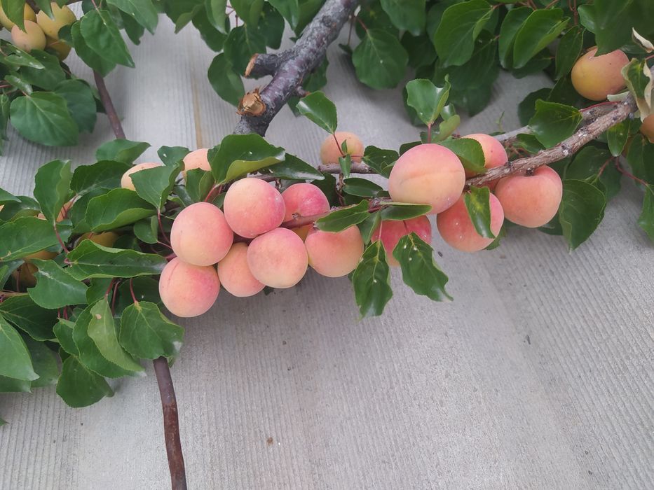 Местный ведро 2000 тг