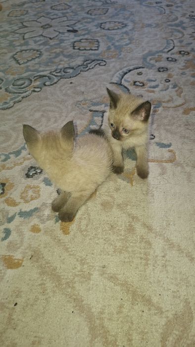 Продам котят сиамских