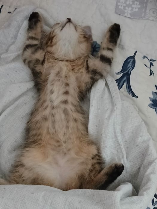 Котёнок  бесплатно