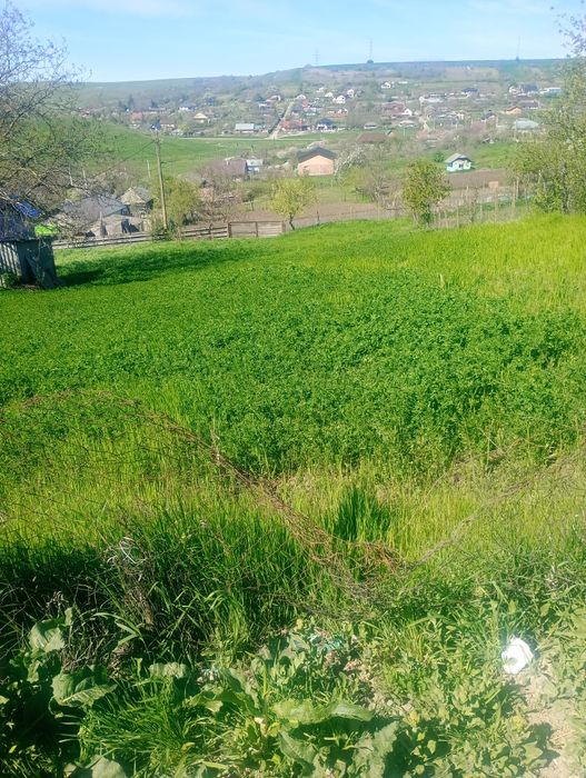 Vând grădină de 1000 m² in satul Cuza Vodă comuna Popricani Jud Iași