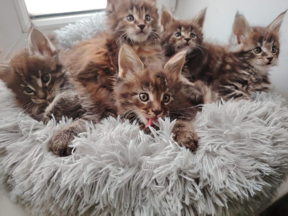 Вязка кот мейнкун