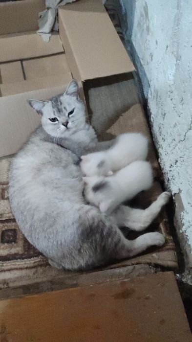 Отдам котят в добрые руки
