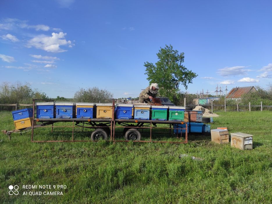 Продам Мёд с личной пасеки